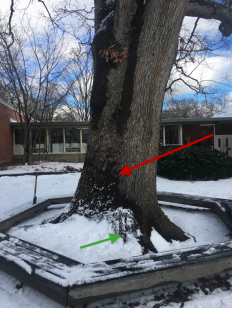 New Report on the White Oak Tree at Hunnewell White Oak